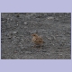 Crested Lark (Haubenlerche)
