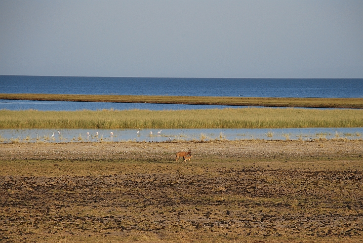 Hartebeest und Wasservögel am morgen am Ufer des Lake Turkana in Allia Bay