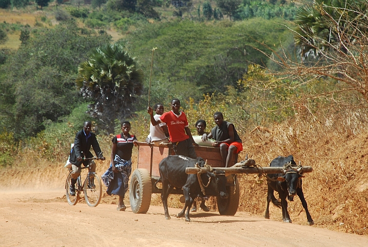 Ochsengespann ausgangs Chitipa