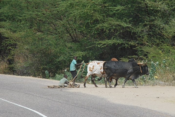 Von Ochsen gezogener Schlitten in Nord-Malawi