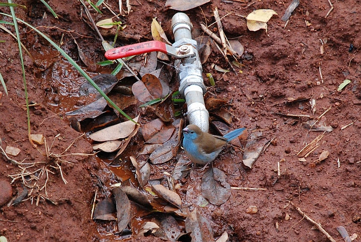 Blue Waxbill (Angola-Schmetterlingsfink oder Blauastrild)
