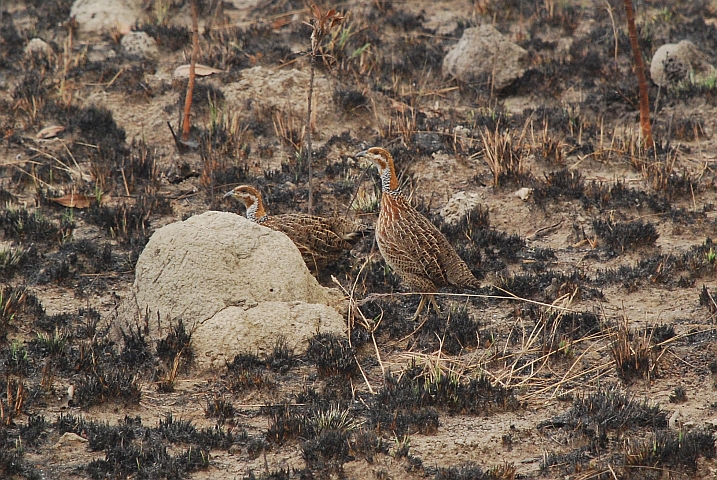 Red-winged Francolins (Rotflügelfrankoline) im Nyika Nationalpark