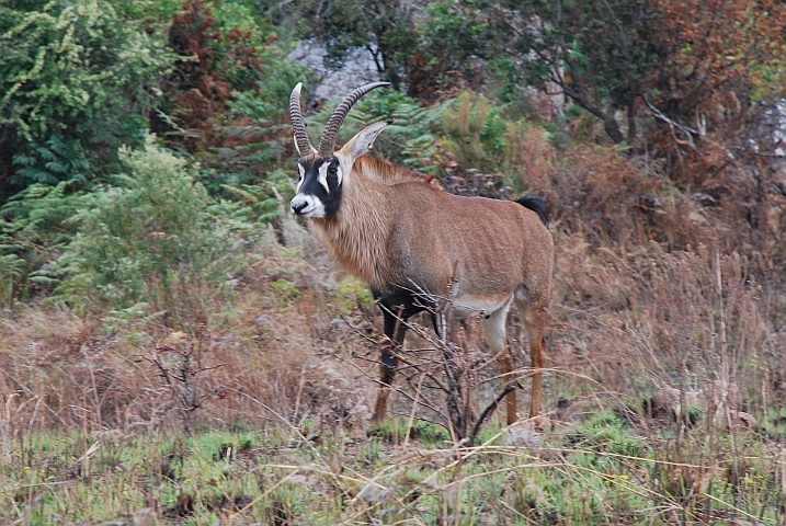 Roan Antilope