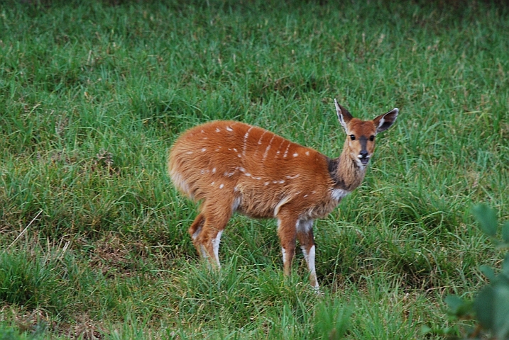 Bushbuck-Weibchen im Nyika Nationalpark