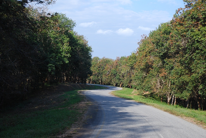 Die Strasse windet sich durch eine Kautschukplantage