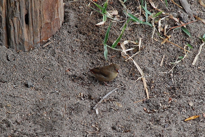 Red-billed Firefinch (Senegal-Amarant) Weibchen