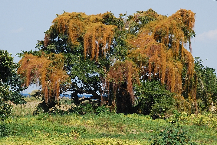Mit Parasitenpflanzen behangener Baum am Malawisee zwischen Nkhata Bay und Dwanga