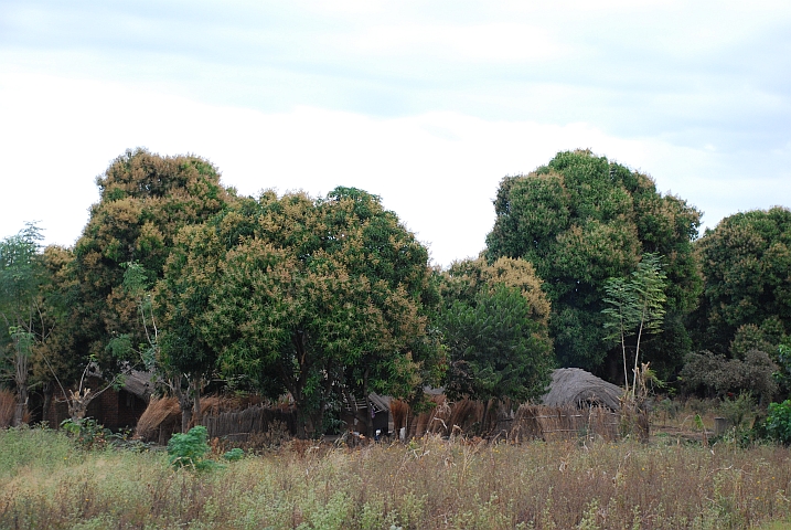 Blühende Mangobäume bei Salima