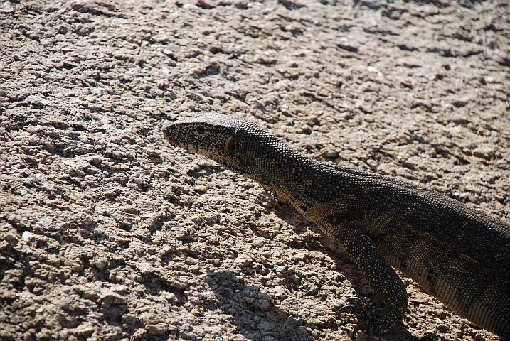 Ein Nilwaran schleicht um unseren Platz