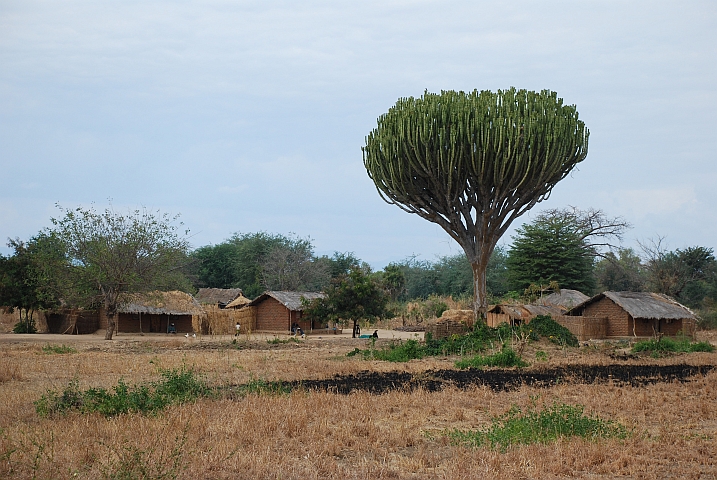 Kandelabereuphorbie im Bereich des südlichen Malawisees