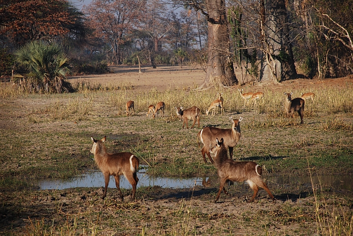 Waterbuck und Impalas im Liwonde Nationalpark