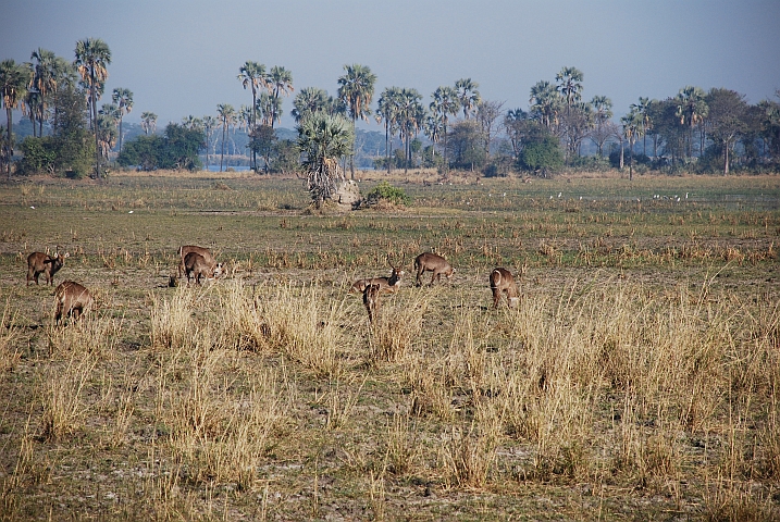 Wasserböcke auf den Shire-Auen