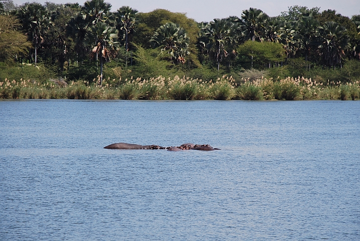 Flusspferde im Shire