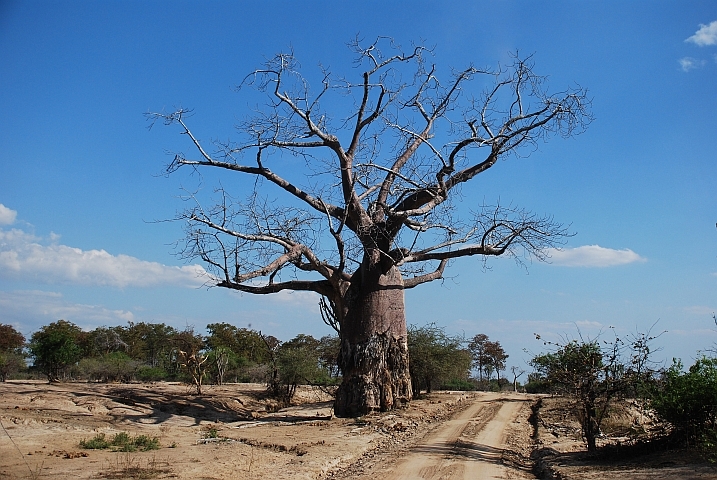Baobab im Norden des Liwonde Nationalparks