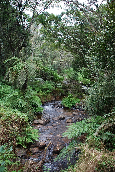 Flüsschen auf dem Zomba-Plateau