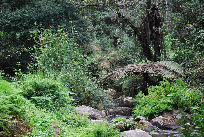 Auf dem Zomba Plateau spriesst üppige Vegetation