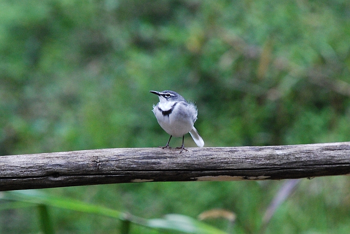 Mountain Wagtail (Langschwanzstelze)