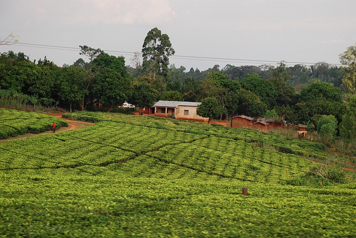 Teeplantage ganz im Süden von Malawi bei Mulanje