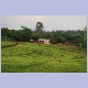 Teeplantage ganz im Süden von Malawi bei Mulanje