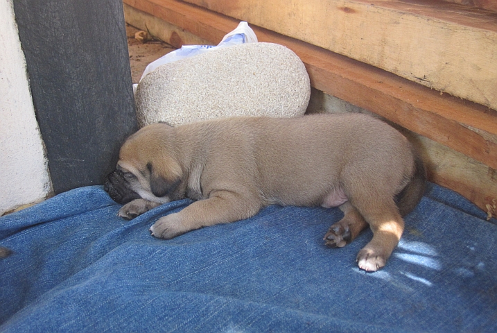 Eines der beiden kleinen Welpen von Mirka und Mark