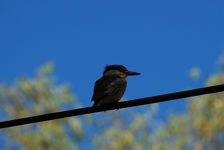 Striped Kingfisher (Streifenliest)