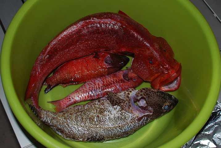 Diese vier Fische kommen heute auf den Grill