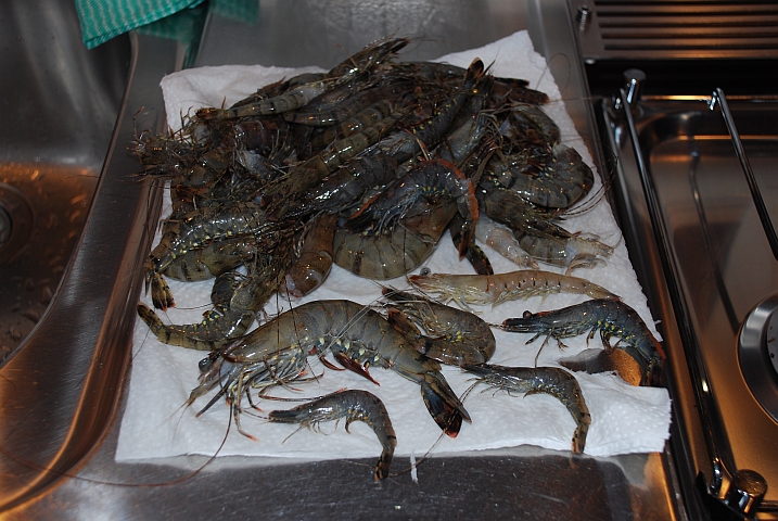 Die Krevetten unseres letzten Abendessens im Rohzustand