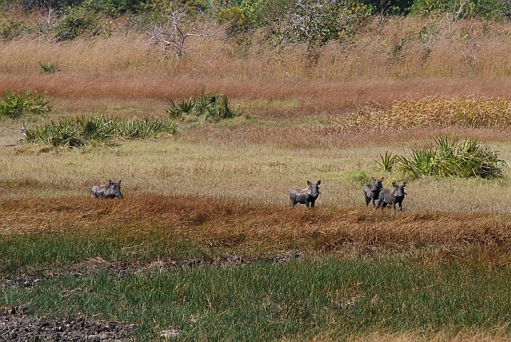 Vier Warzenschweine kurz vor Mocujo