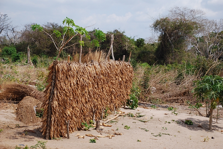 Zum Trocknen aufgehängte Maiskolben