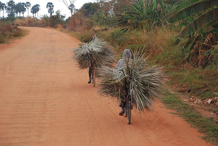 Auch Palmwedel sind ein Handelsgut das mit Velos transportiert wird