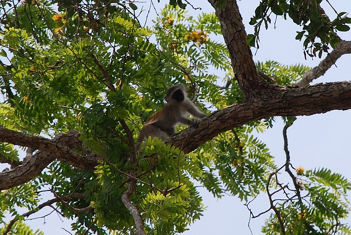 Vervet Monkey