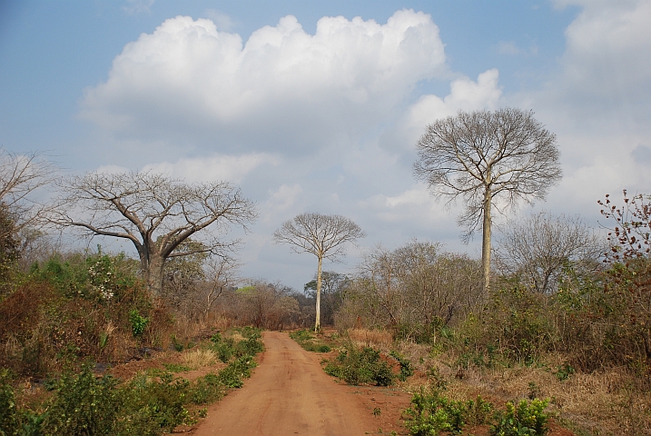 Piste auf dem Weg zur tansanischen Grenze westlich von Mocimboa do Rovuma