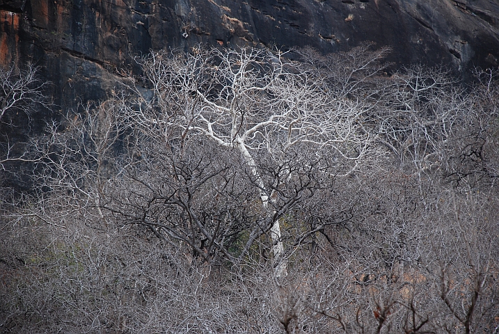Ein weisser Baum in einer kahlen, dunklen Baumlandschaft ganz im Norden von Mosambik an der Grenze zu Tansania