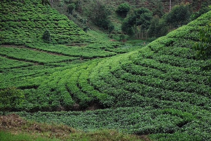 Teeanbau in der Nähe von Ntendezi im Südwesten des Landes