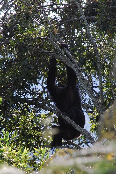 Schimpanse im Nyungwe Nationalpark
