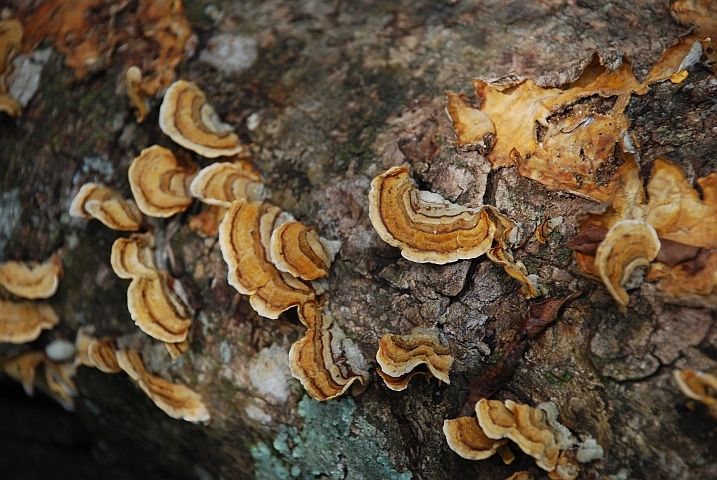 Pilze auf einem Baumstrunk