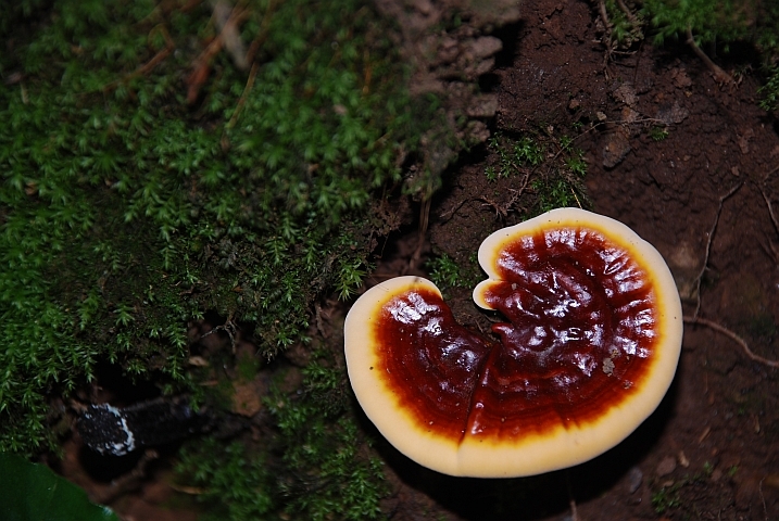 Makrofauna auf dem Waldboden (excl. Nagel...)