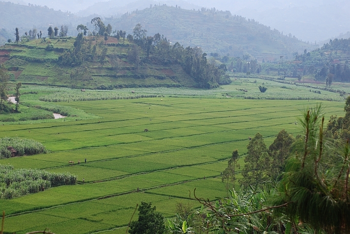 Reisfelder bei Hanika