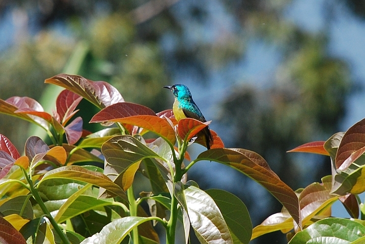 Collared Sunbird (Waldnektarvogel)