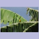 Baglafecht Weaver (Baglafechtweber)