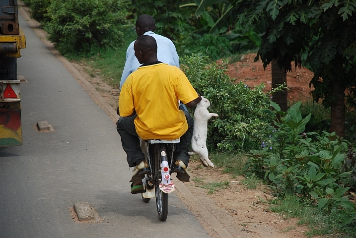Gemischter Personen/Tier-Transport bei Kigali