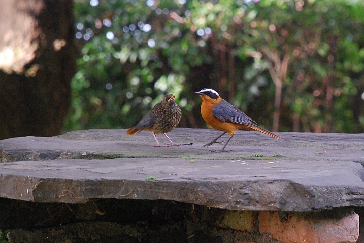 White-browed Robin-Chat mit Nachwuchs (Weissbrauenrötel)