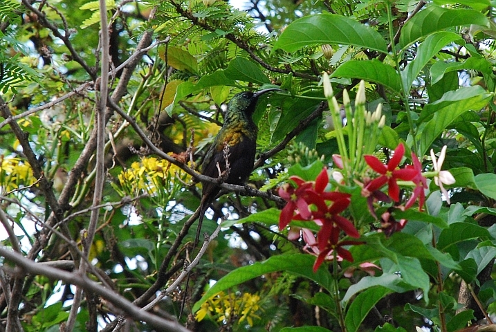 Bronze Sunbird (Bronzennektarvogel)