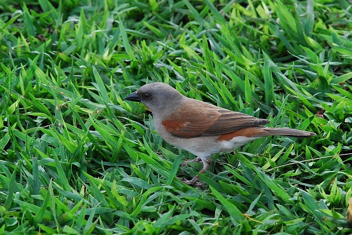 Grey-headed Sparrow (Graukopfsperling)