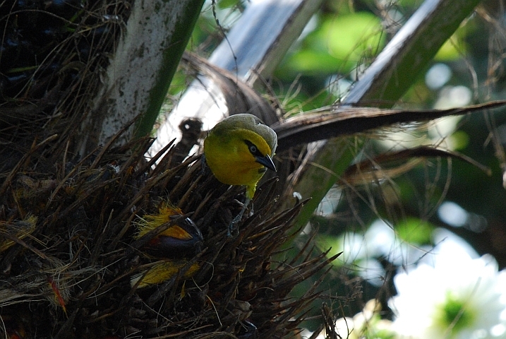 Spectacled Weaver (Brillenweber)