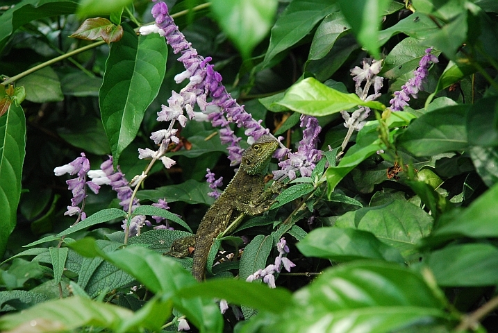 ... dazwischen mal eine kleine Echse ...