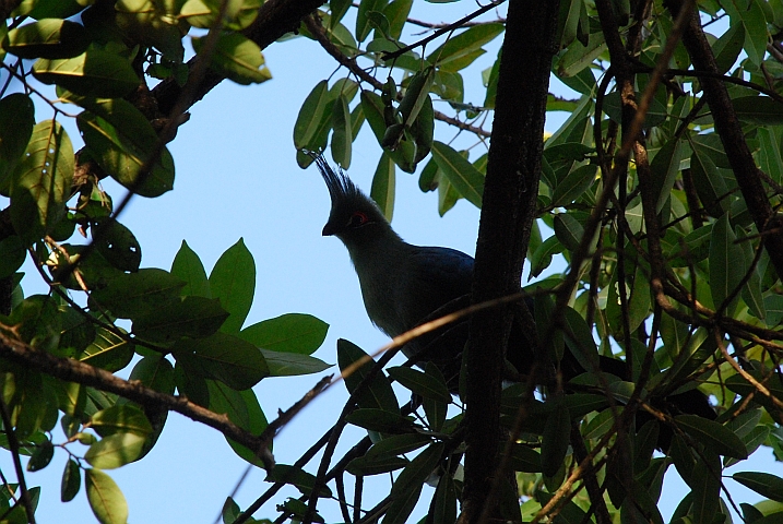 Schalow’s Turaco (Schalowturako)