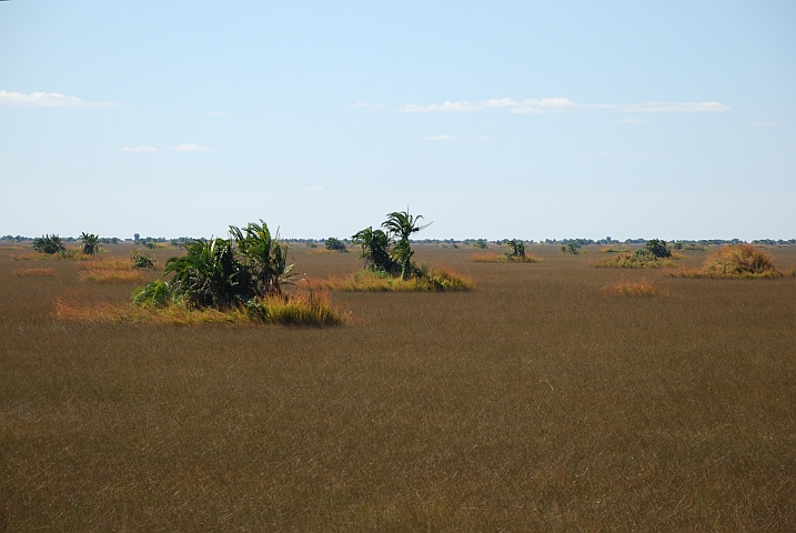 Palmeninseln in den Bangweulusümpfen