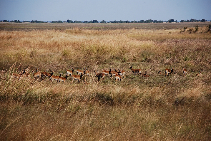 Black Lechwe-Junggesellenverband am Rande der Bangweulusümpfe am Luapula