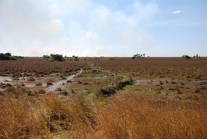 Ein aufgeschütteter Fussweg durch den Sumpf